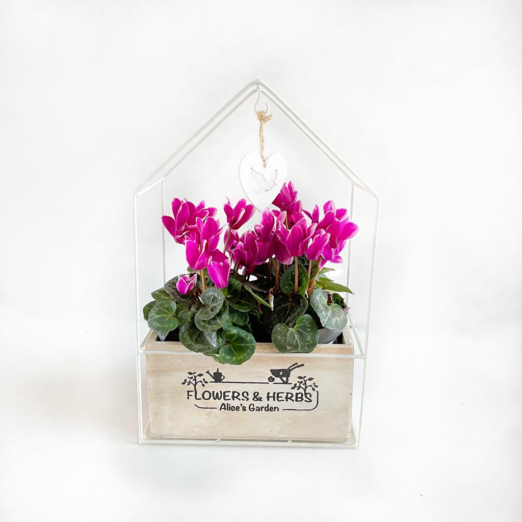 זוג רקפות בכלי מיוחד